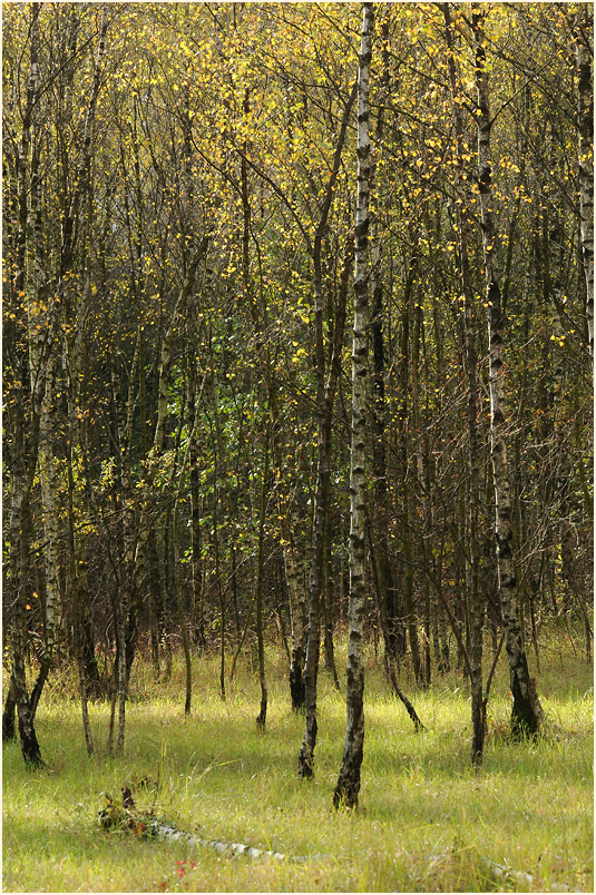 Birkenwald