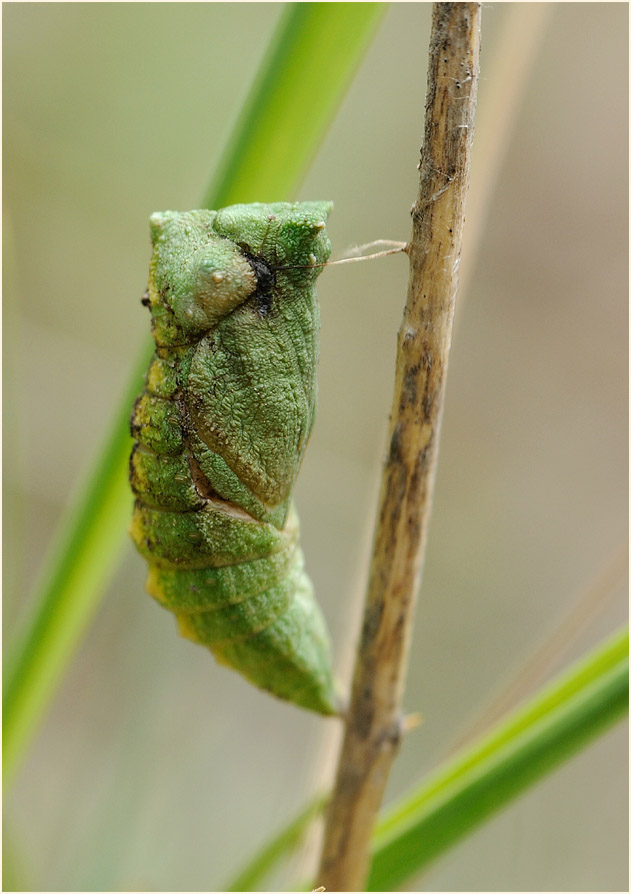 Schmetterlingspuppe Schwalbenschwanz