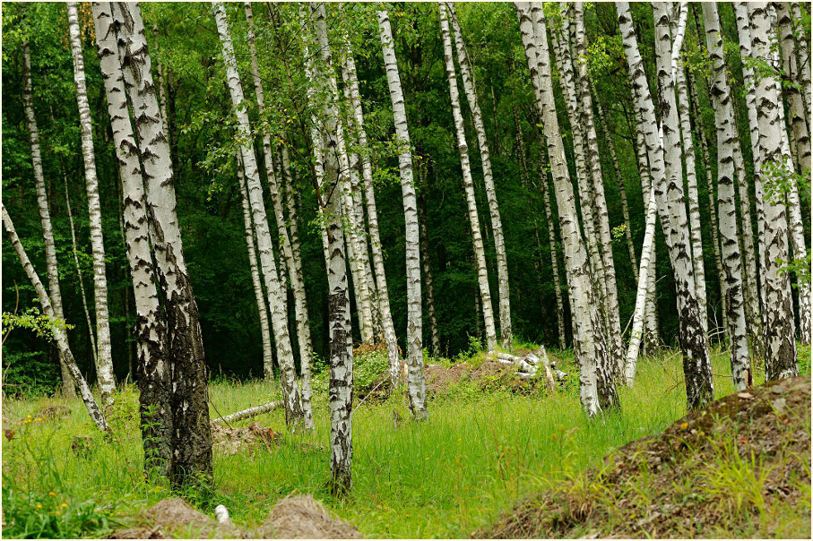 Birkenwald, Grube 7 Gruiten