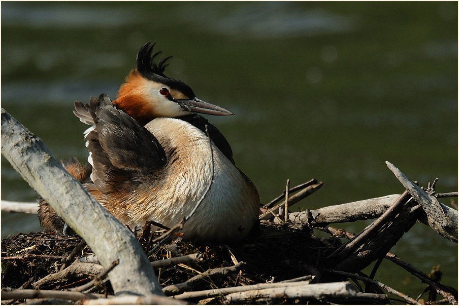 Haubentaucher (Podiceps cristatus)