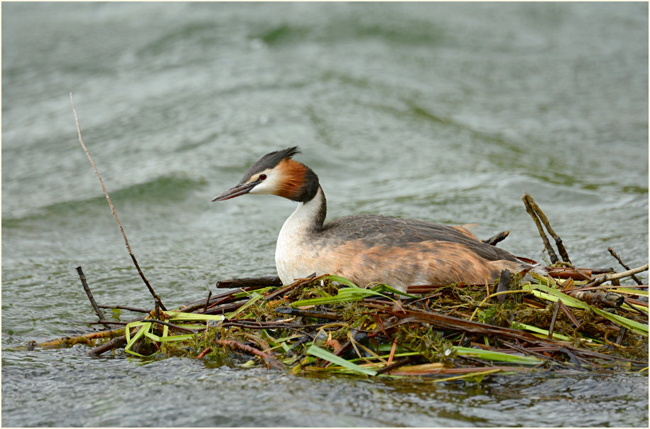 Haubentaucher (Podiceps cristatus)