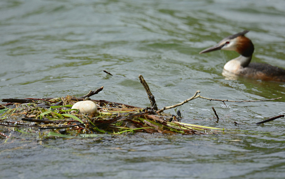 Haubentaucher (Podiceps cristatus)