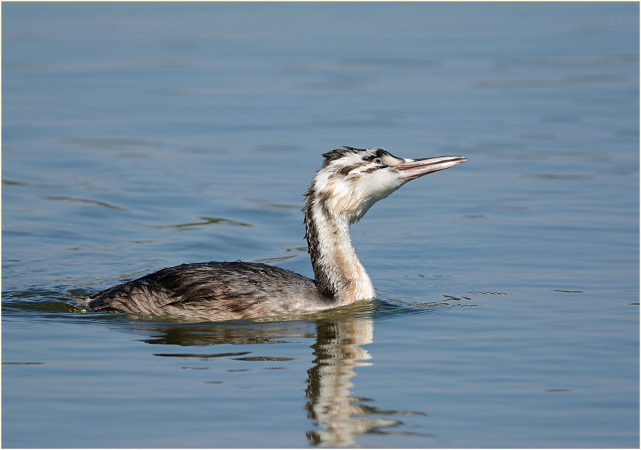 Haubentaucher (Podiceps cristatus)