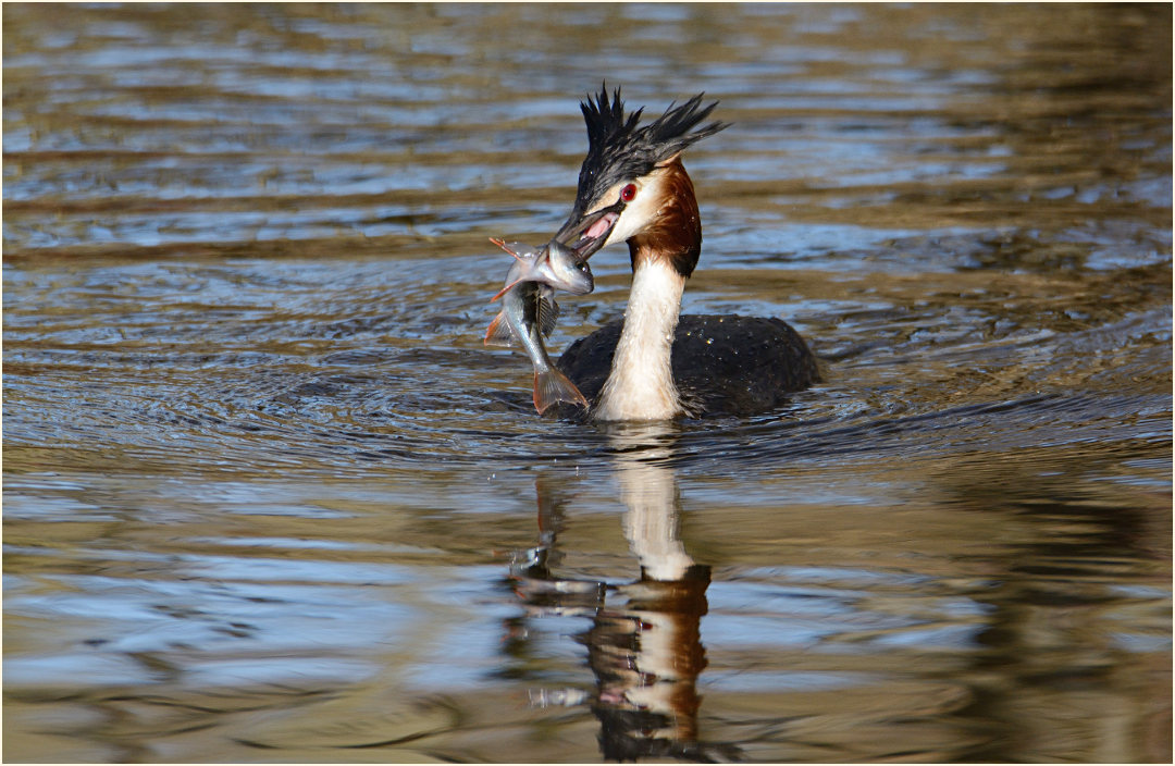 Haubentaucher (Podiceps cristatus)