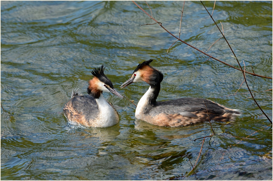 Haubentaucher (Podiceps cristatus)