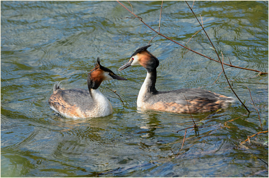 Haubentaucher (Podiceps cristatus)