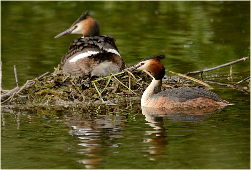 Haubentaucher (Podiceps cristatus)