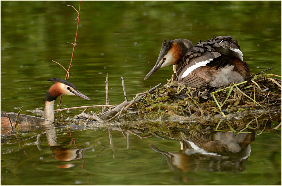 Haubentaucher (Podiceps cristatus)