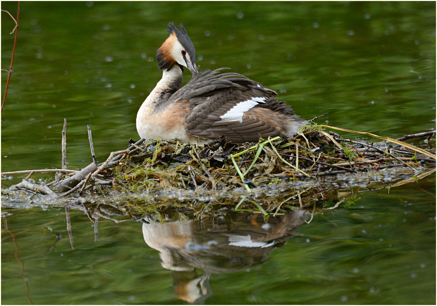 Haubentaucher (Podiceps cristatus)