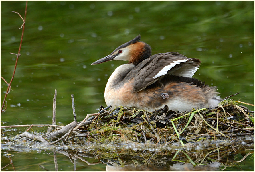 Haubentaucher (Podiceps cristatus)