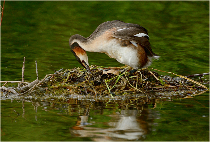 Haubentaucher (Podiceps cristatus)