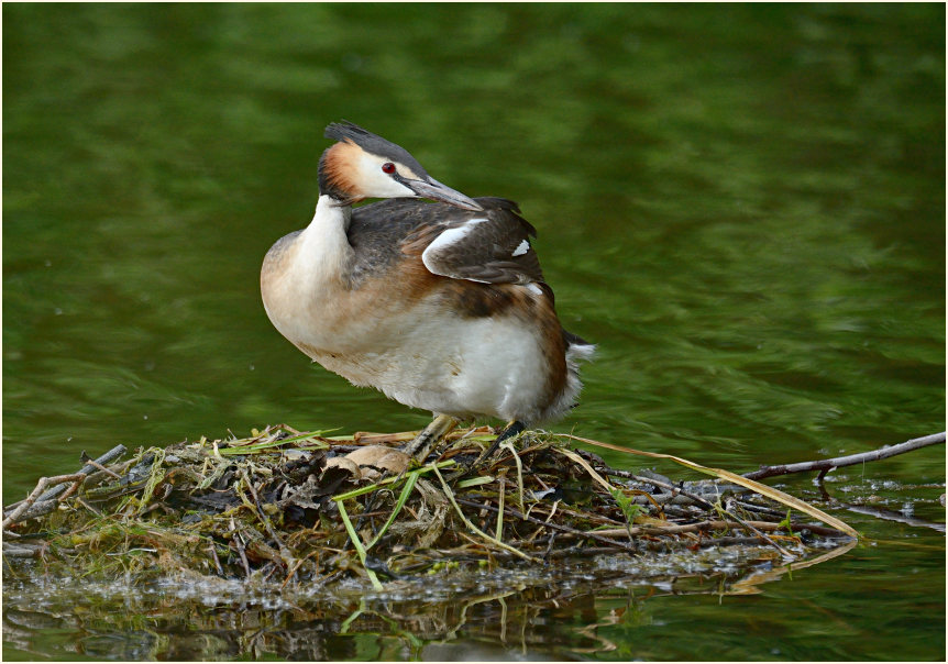Haubentaucher (Podiceps cristatus)