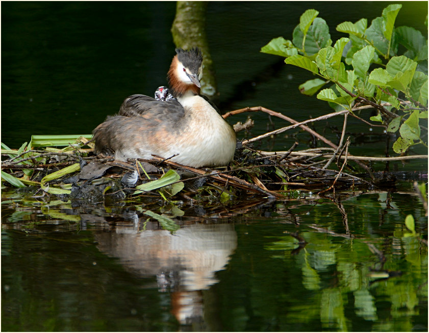 Haubentaucher (Podiceps cristatus)