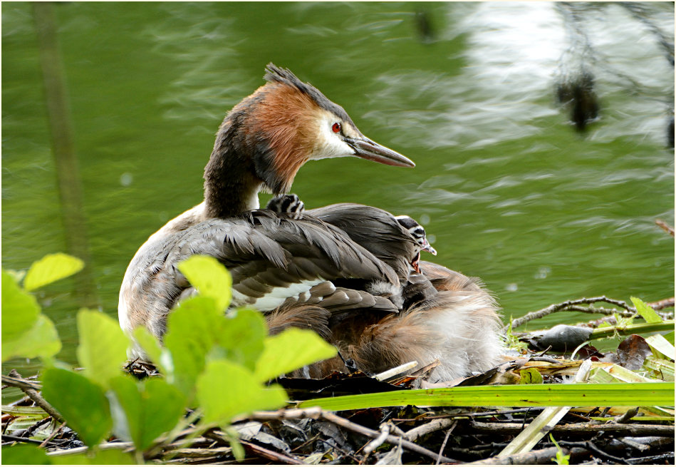 Haubentaucher (Podiceps cristatus)