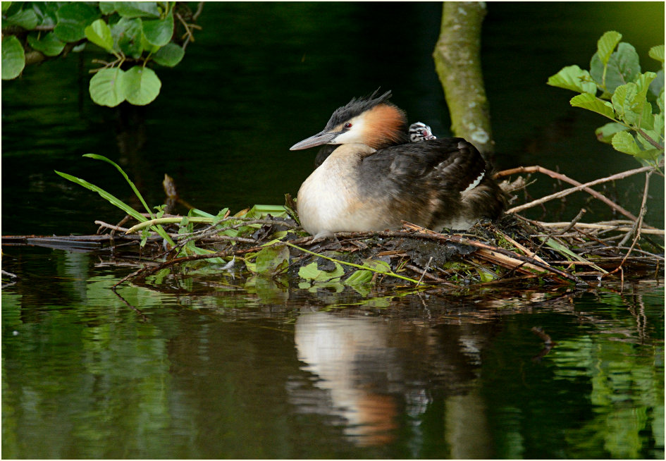 Haubentaucher (Podiceps cristatus)