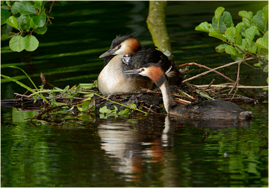 Haubentaucher (Podiceps cristatus)