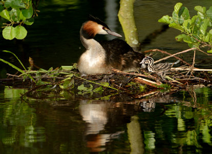 vergrößern