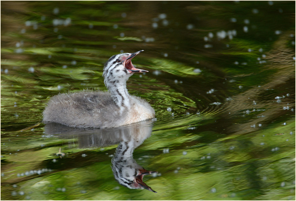 Junger Haubentaucher (Podiceps cristatus)