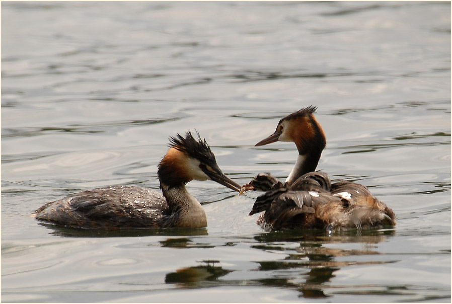 Haubentaucher (Podiceps cristatus)