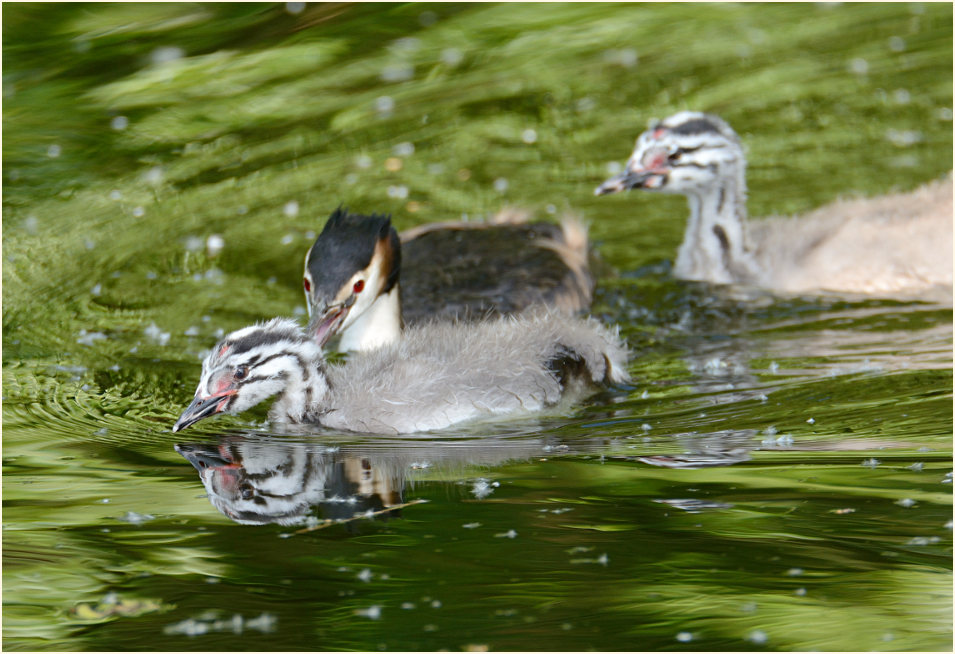 Haubentaucher (Podiceps cristatus)