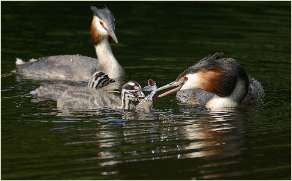 Haubentaucher (Podiceps cristatus)