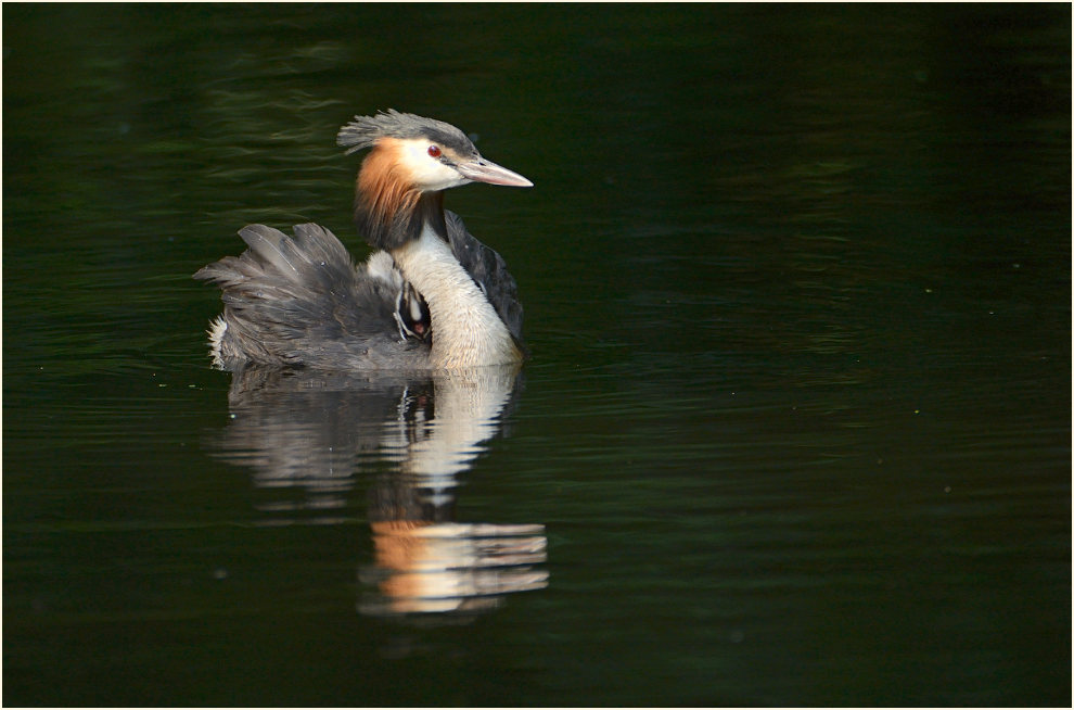 Haubentaucher (Podiceps cristatus)