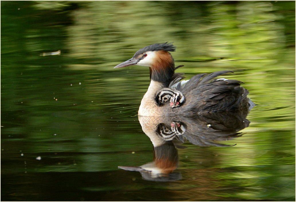Haubentaucher (Podiceps cristatus)
