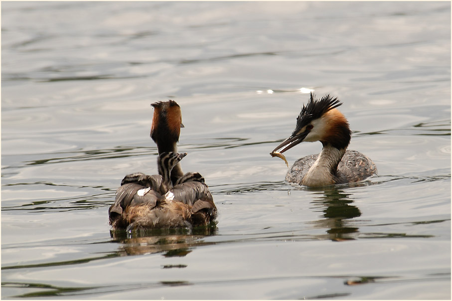 Haubentaucher (Podiceps cristatus)