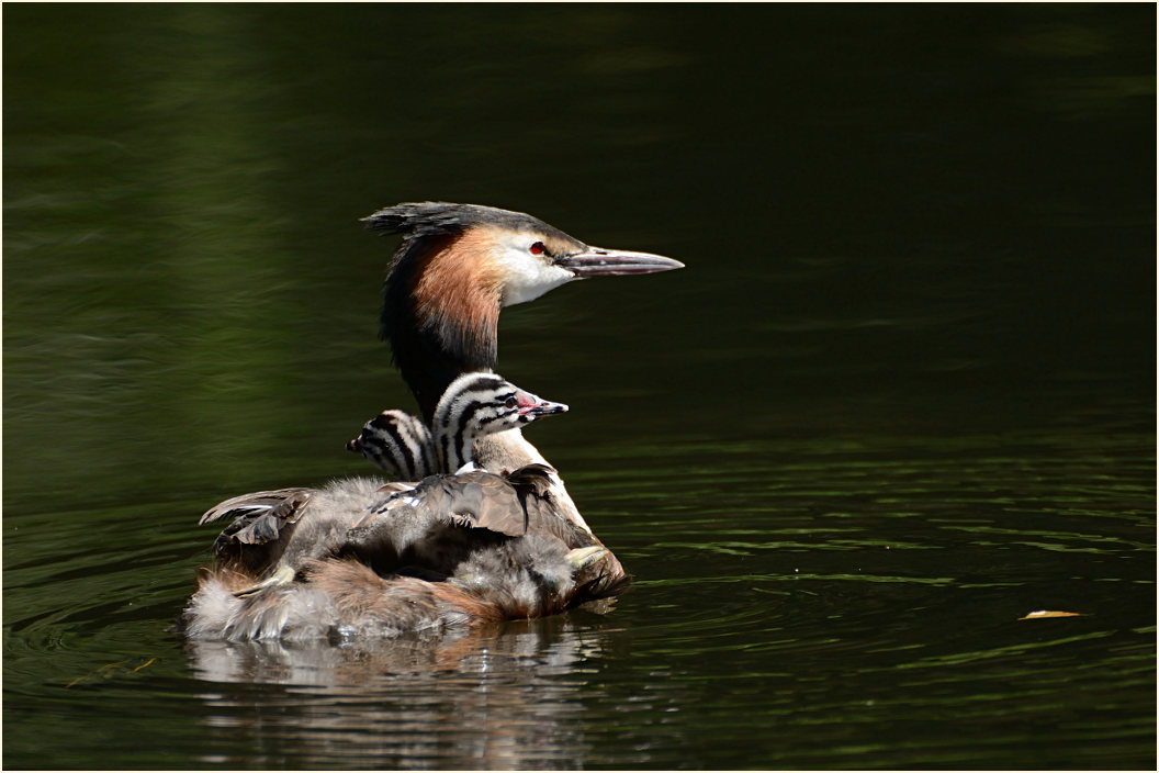 Haubentaucher (Podiceps cristatus)