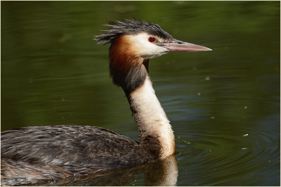 Haubentaucher (Podiceps cristatus)