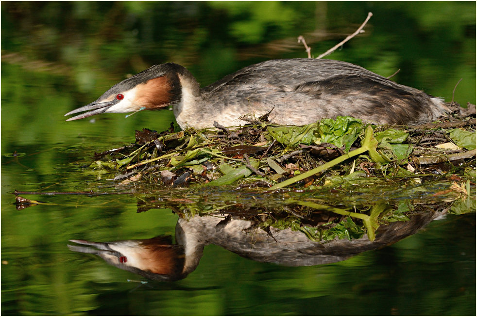 Haubentaucher (Podiceps cristatus)