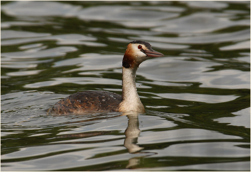 Haubentaucher (Podiceps cristatus)