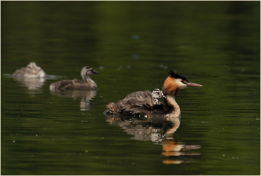 Haubentaucher (Podiceps cristatus)