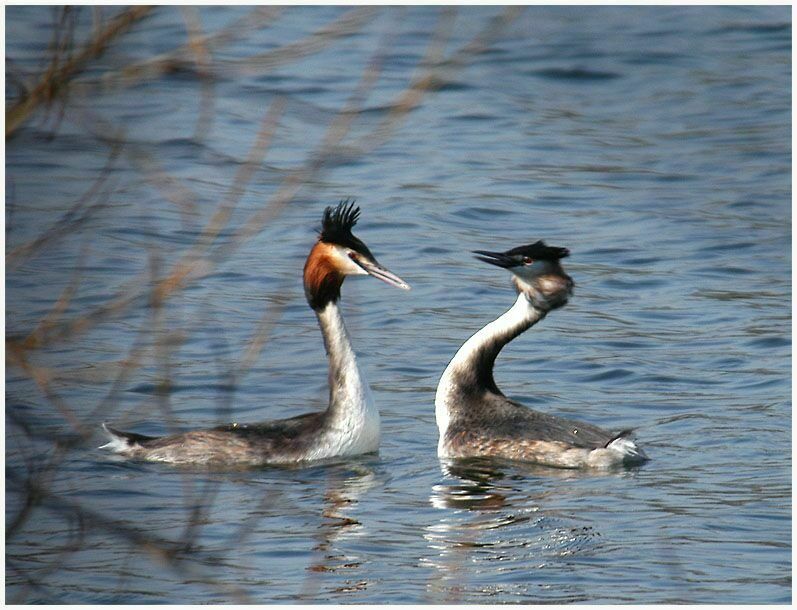 Haubentaucher (Podiceps cristatus)