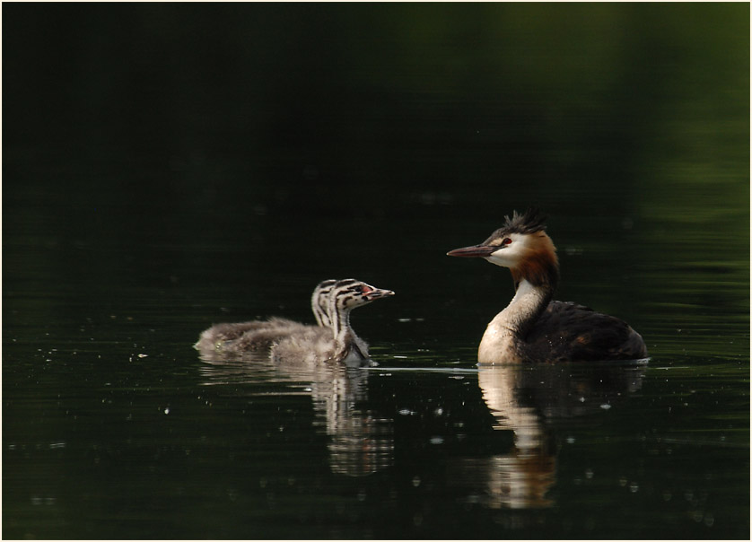 Haubentaucher (Podiceps cristatus)