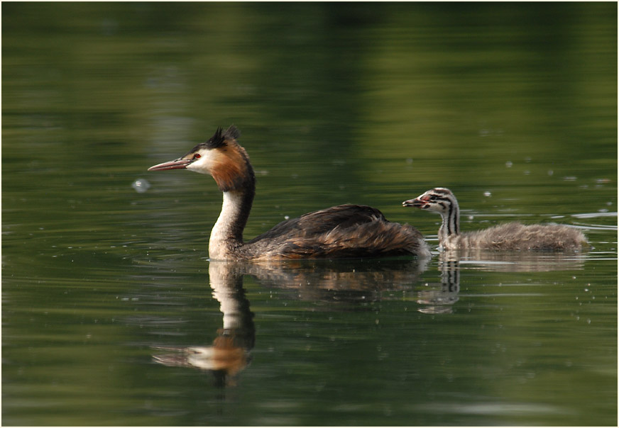 Haubentaucher (Podiceps cristatus)