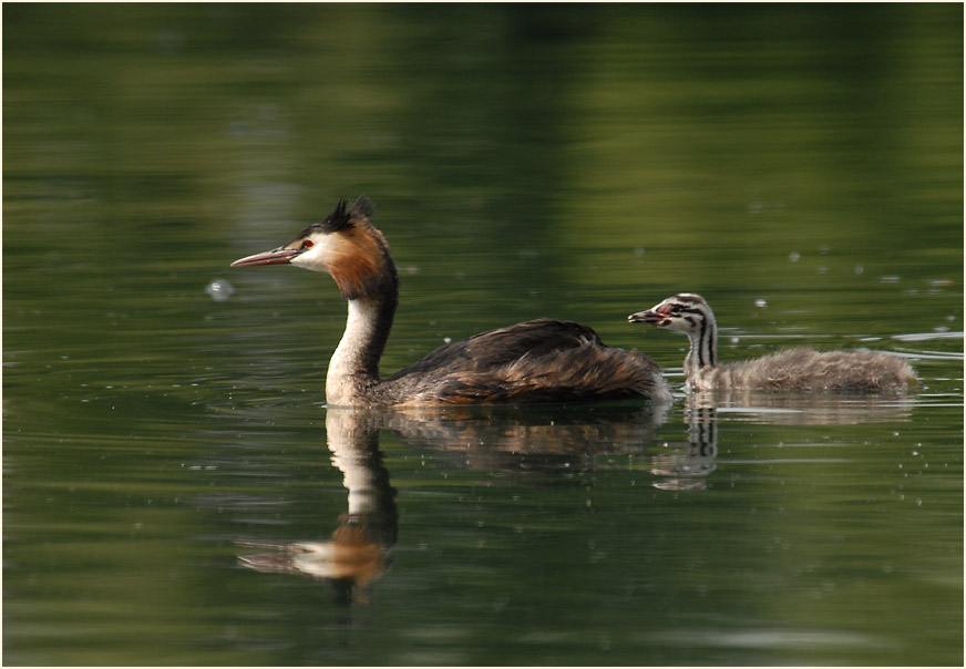 Haubentaucher (Podiceps cristatus)