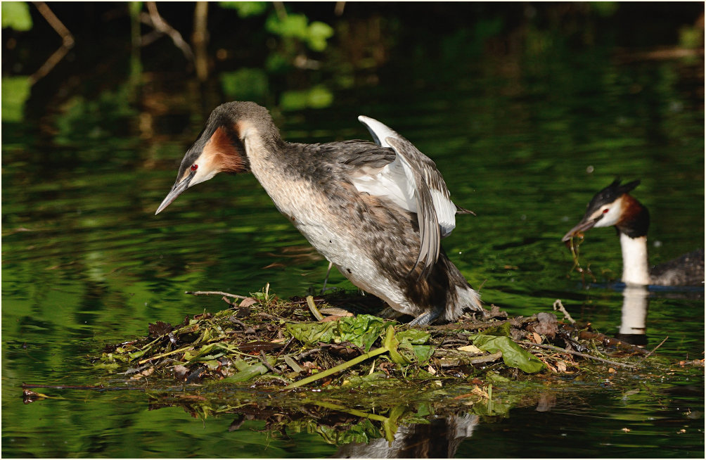 Haubentaucher (Podiceps cristatus)