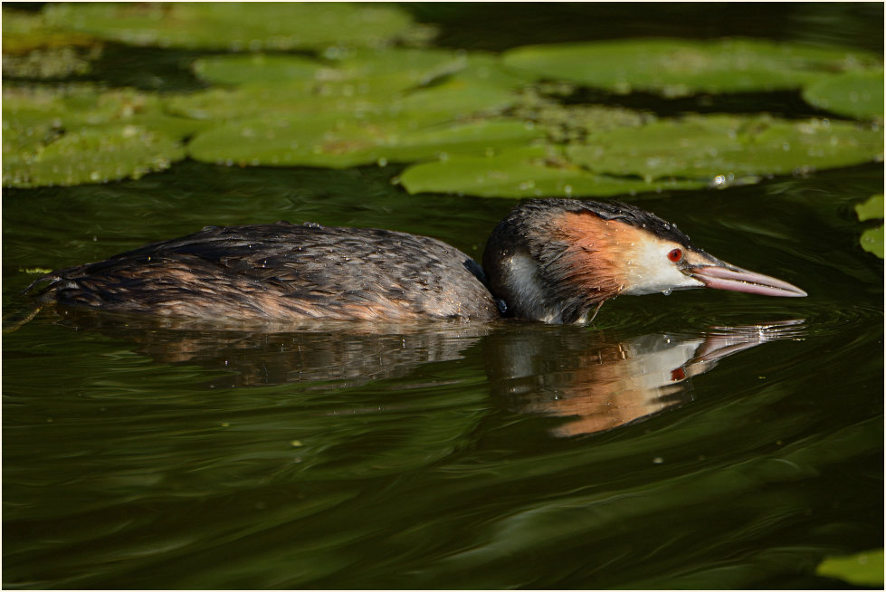 Haubentaucher (Podiceps cristatus)