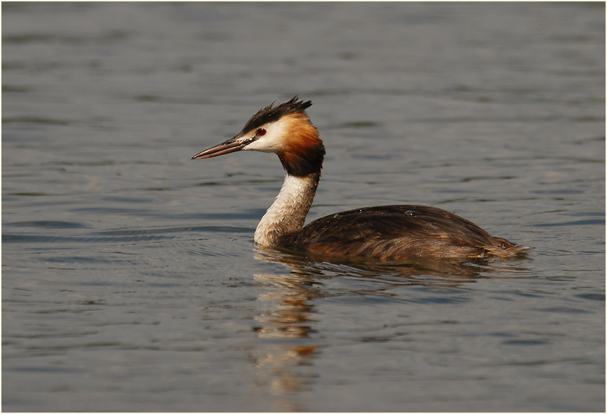 Haubentaucher (Podiceps cristatus)