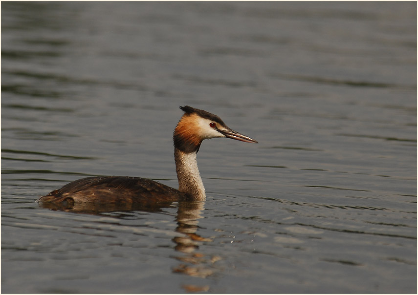 Haubentaucher (Podiceps cristatus)