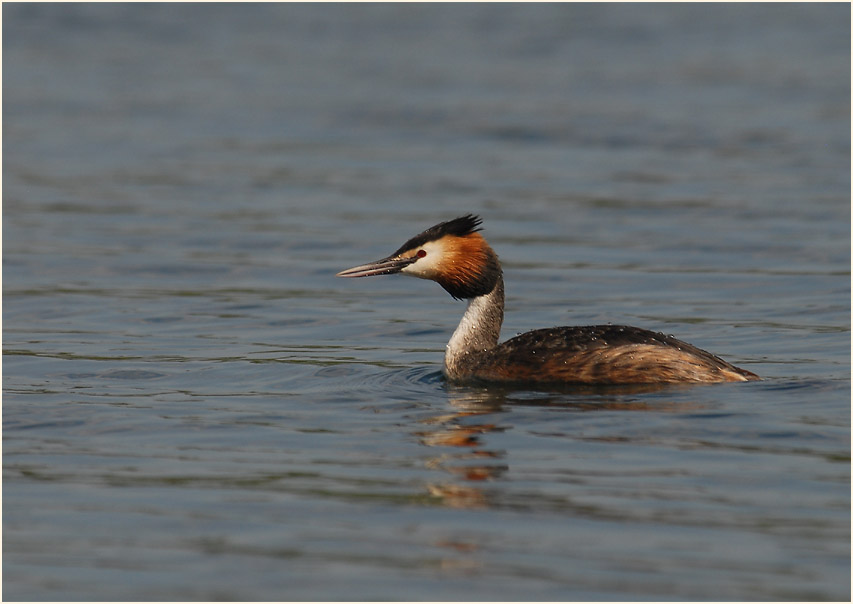 Haubentaucher (Podiceps cristatus)