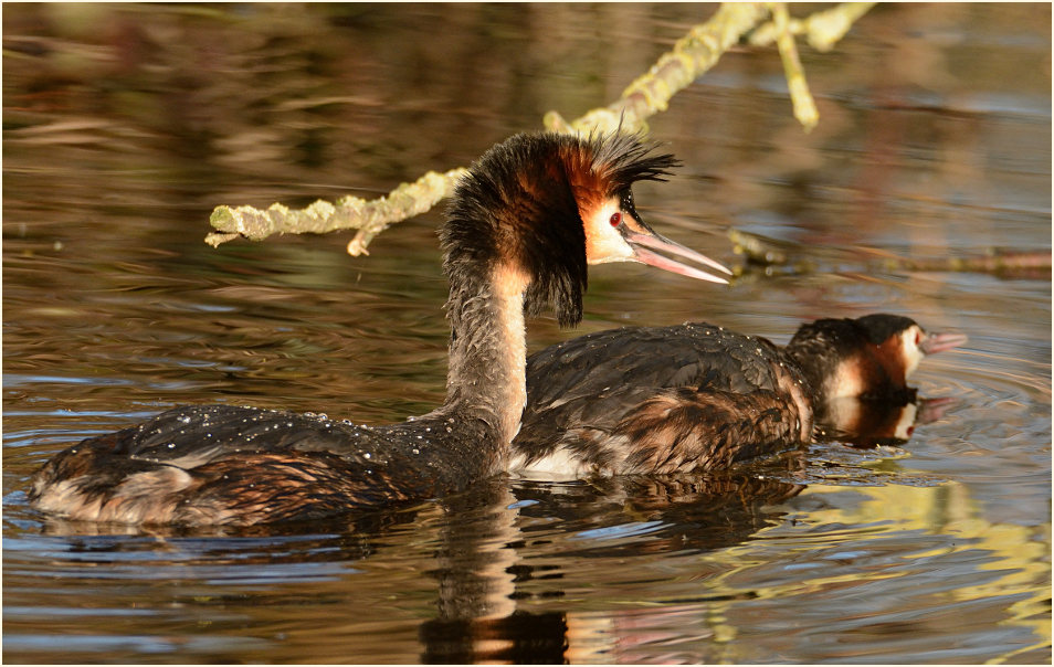 Haubentaucher (Podiceps cristatus)