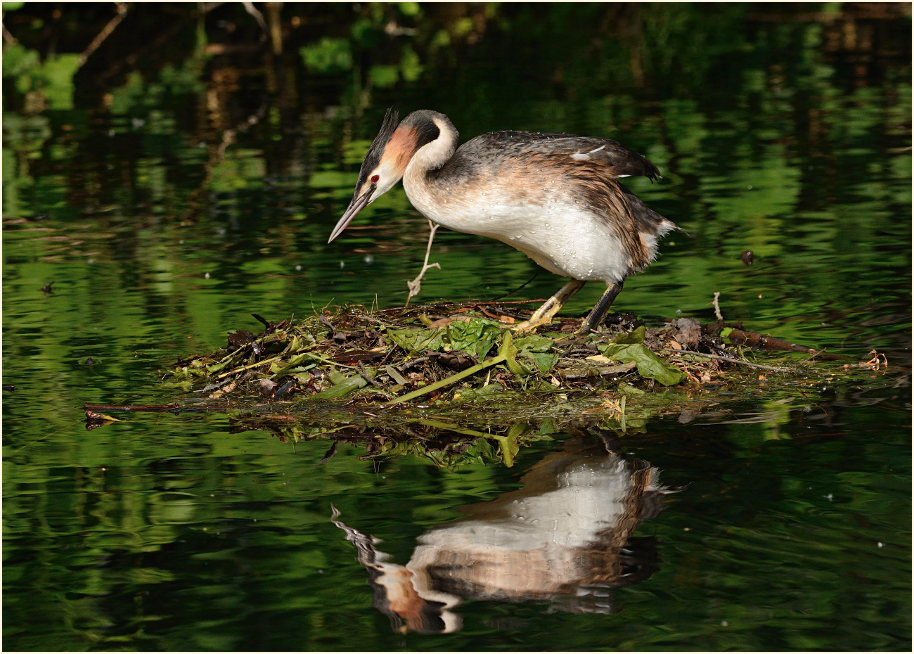 Haubentaucher (Podiceps cristatus)