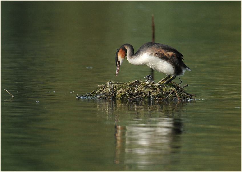 Haubentaucher (Podiceps cristatus)