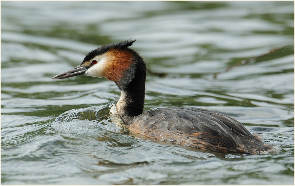 Haubentaucher (Podiceps cristatus)