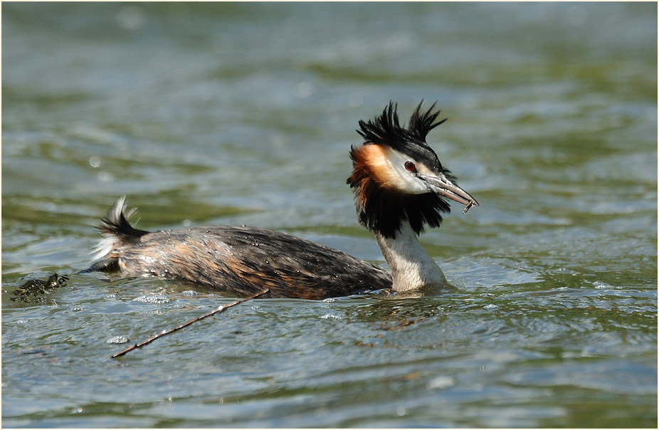 Haubentaucher (Podiceps cristatus)