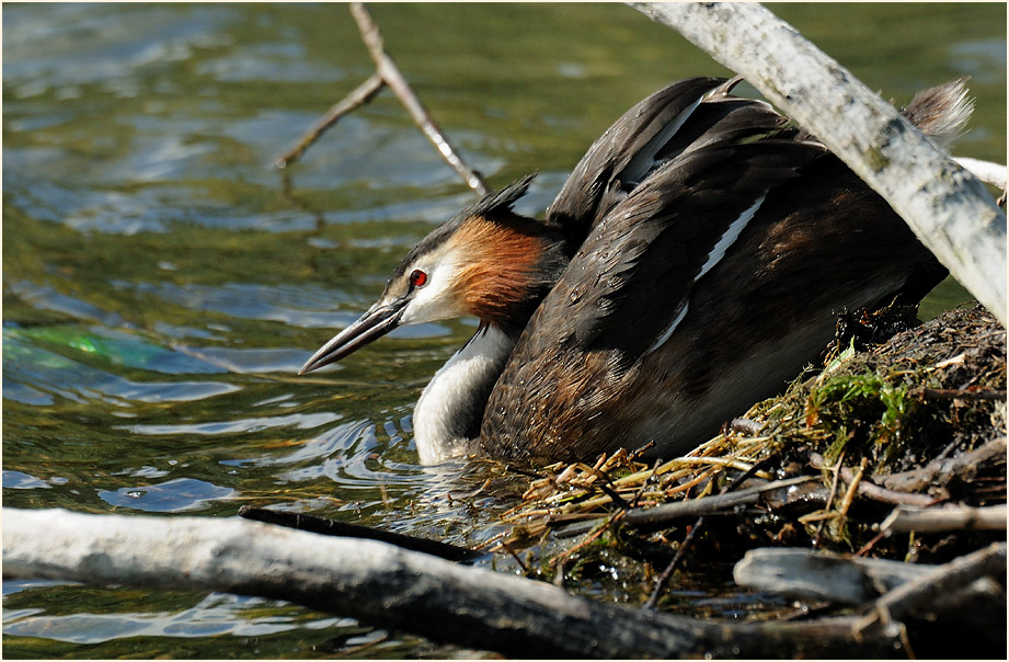 Haubentaucher (Podiceps cristatus)