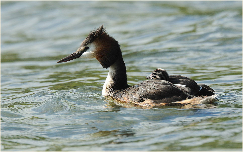 Haubentaucher (Podiceps cristatus)