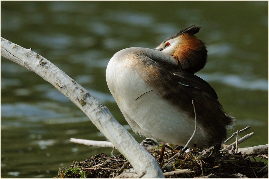 Haubentaucher (Podiceps cristatus)